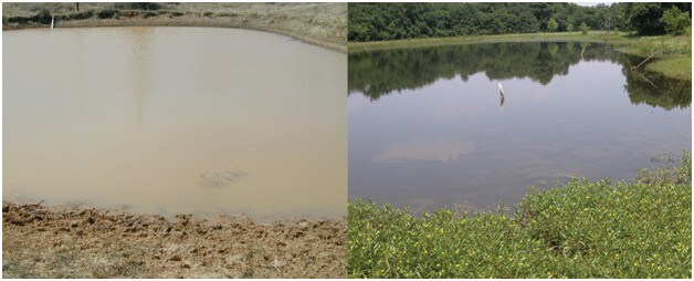 visual-comparison-between-turbid-and-clear-water